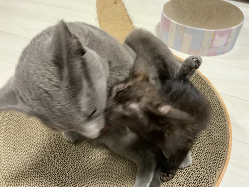 じゃれ合う子猫