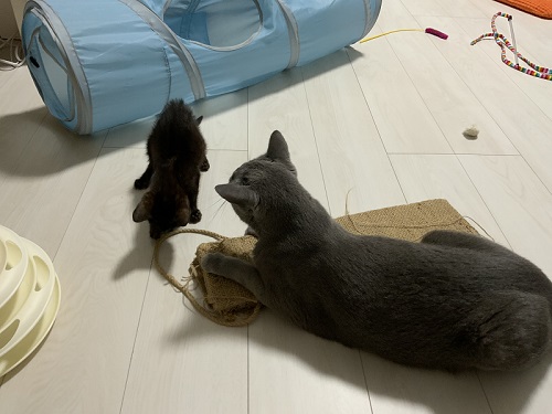 ペットロス