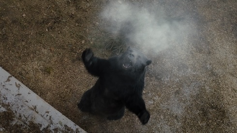 ハイなクマ大暴れ映画「コカイン・ベア」レビュー　まさかの実話の先に待ち受けていたのは優しさでした
