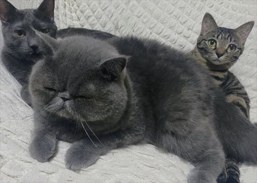 体重が同じ猫たち