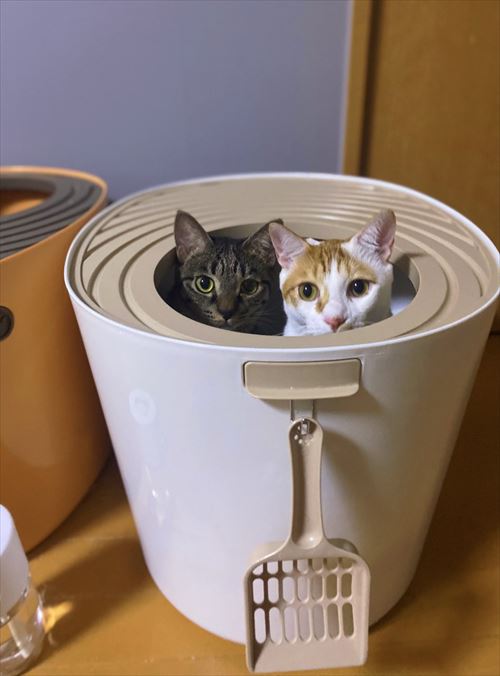 体重が同じ猫たち