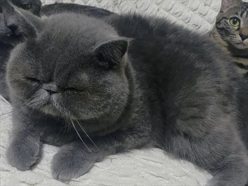 体重が同じ猫たち