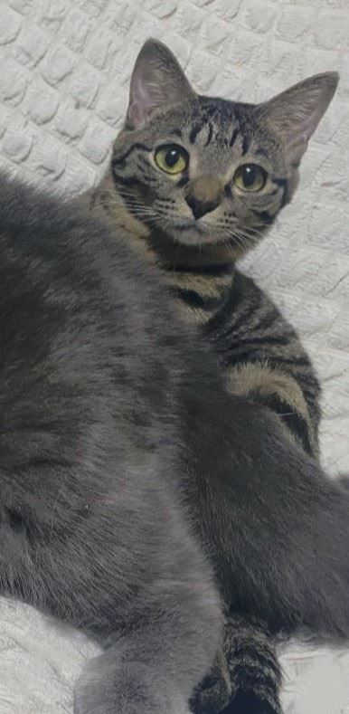 体重が同じ猫たち