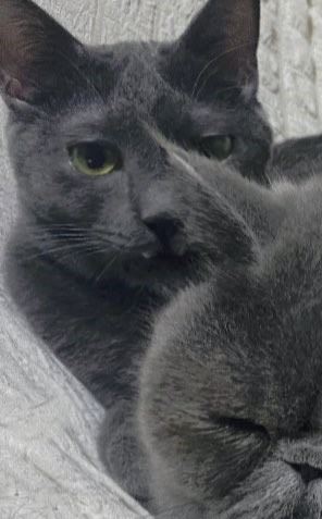 体重が同じ猫たち