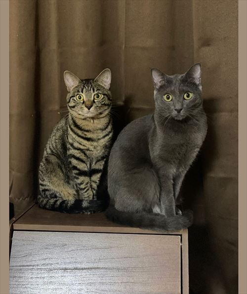 体重が同じ猫たち