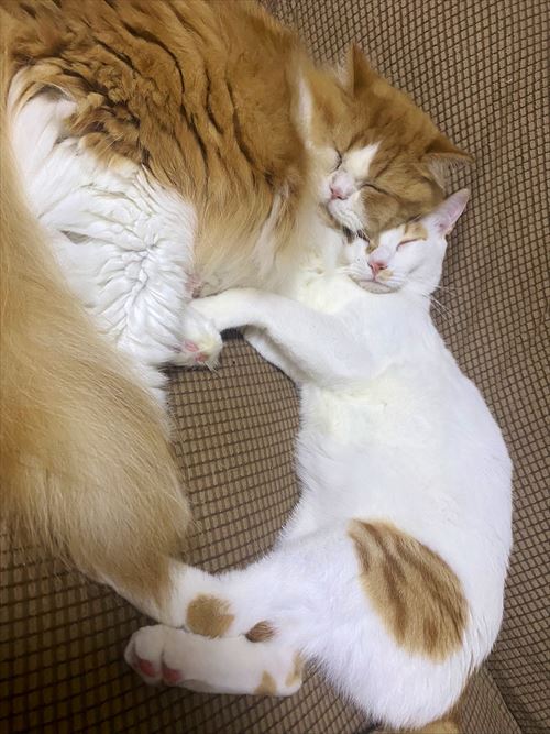 体重が同じ猫たち