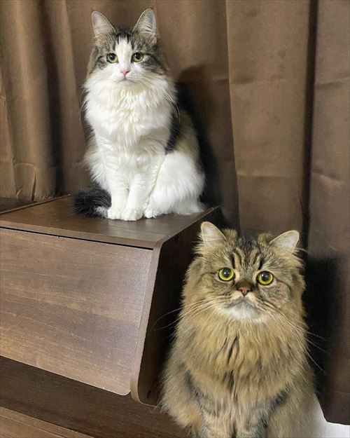 体重が同じ猫たち