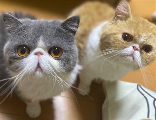 体重が同じ猫たち