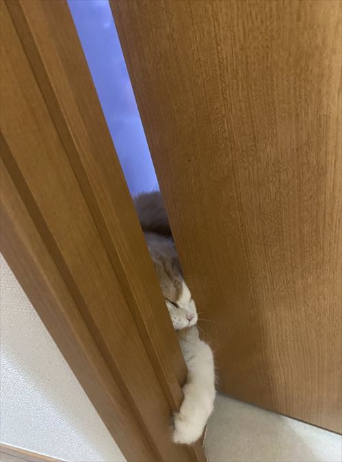 体重が同じ猫たち