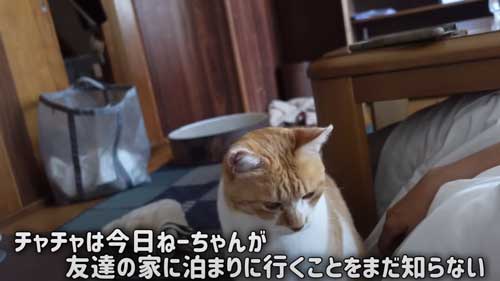 お姉ちゃんを待つ猫