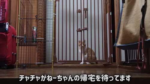 お姉ちゃんを待つ猫