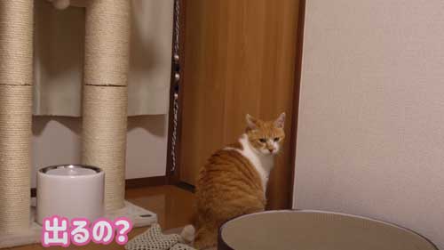 お姉ちゃんを待つ猫