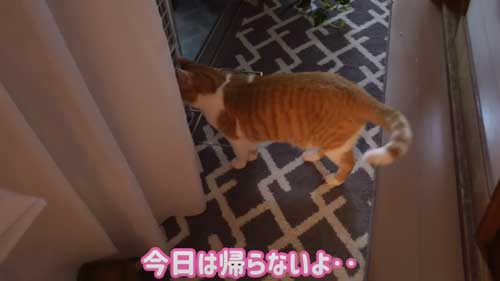 お姉ちゃんを待つ猫