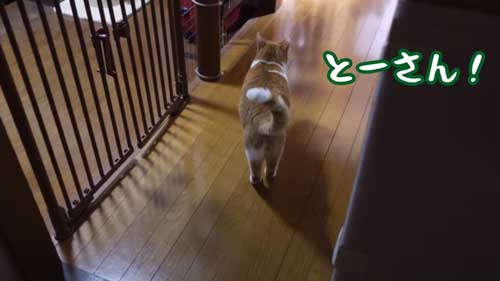 お姉ちゃんを待つ猫