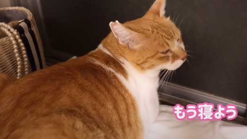 お姉ちゃんを待つ猫