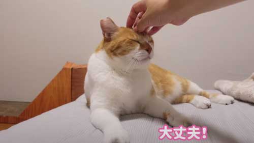 お姉ちゃんを待つ猫