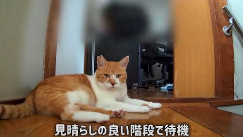 お姉ちゃんを待つ猫