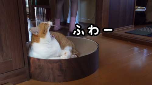 お姉ちゃんを待つ猫