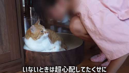 お姉ちゃんを待つ猫