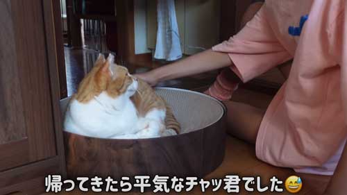 お姉ちゃんを待つ猫