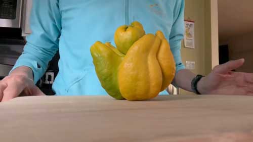 庭 レモン すごい形 奇形 変形 仏手柑