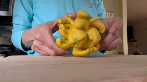 庭 レモン すごい形 奇形 変形 仏手柑