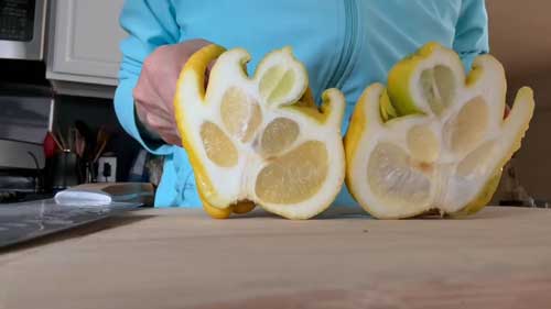 庭 レモン すごい形 奇形 変形 仏手柑