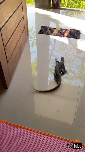 逃走するオオトカゲ