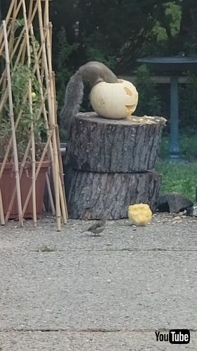 「Squirrel Nibbles On Carved Pumpkin || ViralHog」