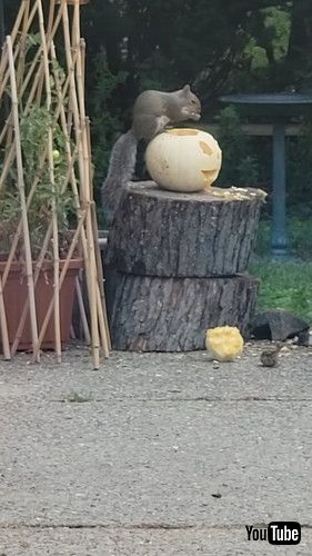 「Squirrel Nibbles On Carved Pumpkin || ViralHog」