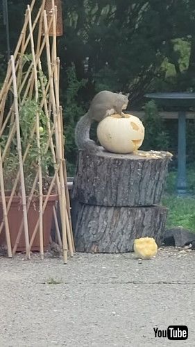 「Squirrel Nibbles On Carved Pumpkin || ViralHog」