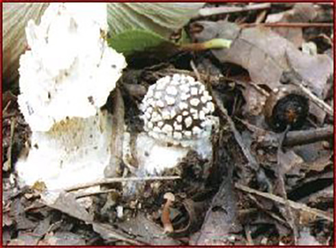 毒キノコ 食中毒 キノコ狩り