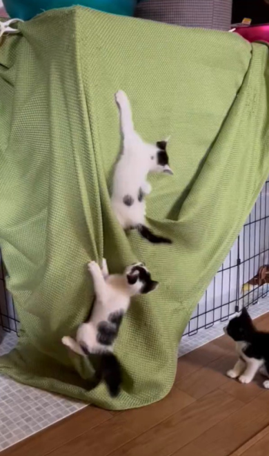 ケージから出た子猫