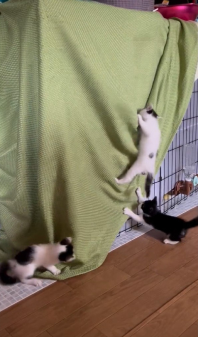 引っ張る子猫
