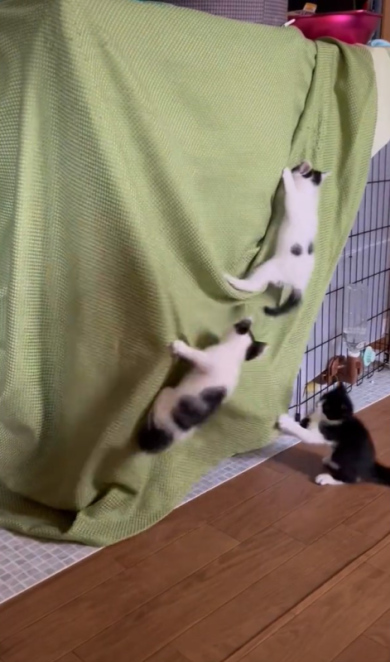 飛びつく子猫