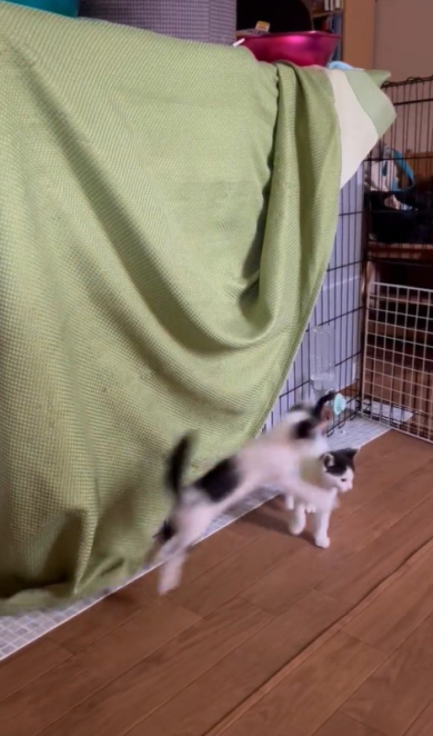 追う子猫