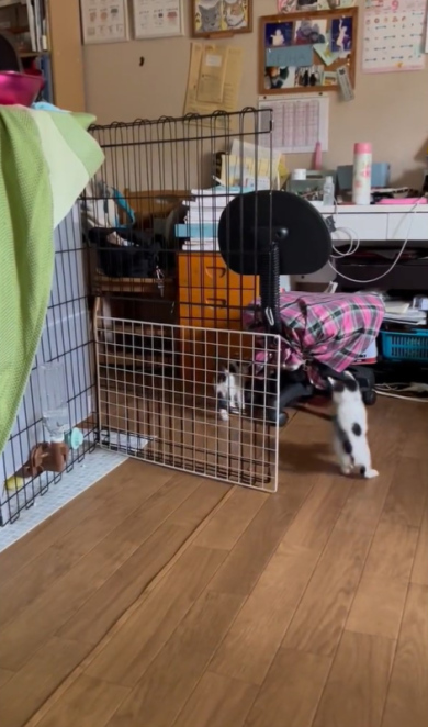椅子で遊ぶ子猫