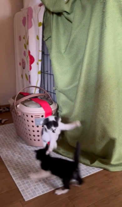 子猫の大ジャンプ