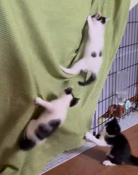 布に登る子猫