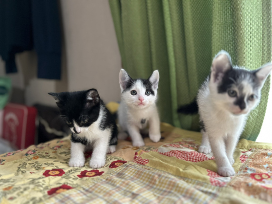 子猫たち