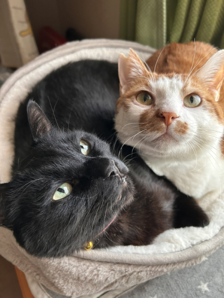 元保護猫