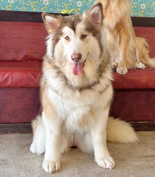 子犬のデカワンコ