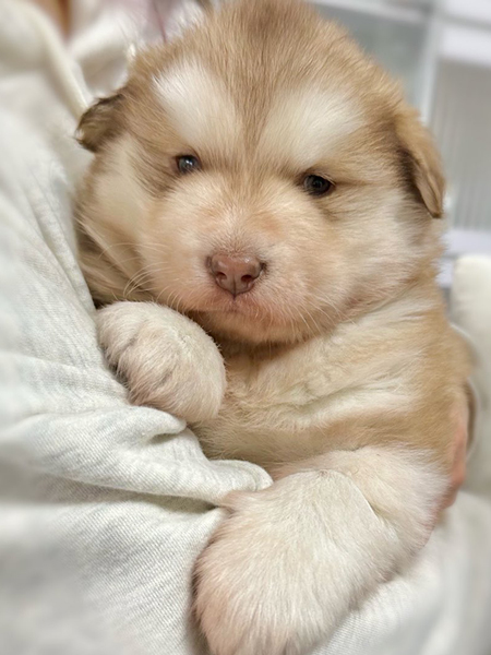 小さいころのアラスカンマラミュート