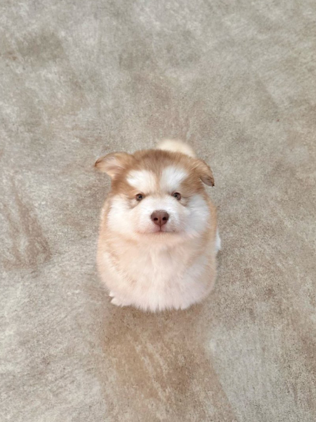 耳が立つアラスカンマラミュート