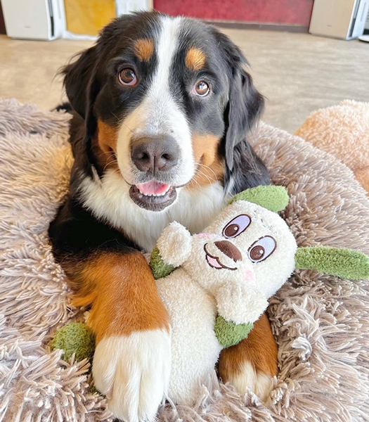 バーニーズマウンテンドッグ