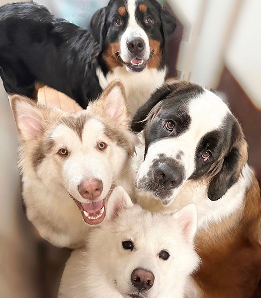 ごはんが待ちきれないワンコたち