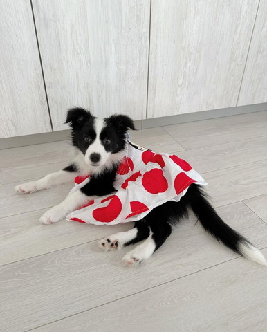 洋服着てるワンコ