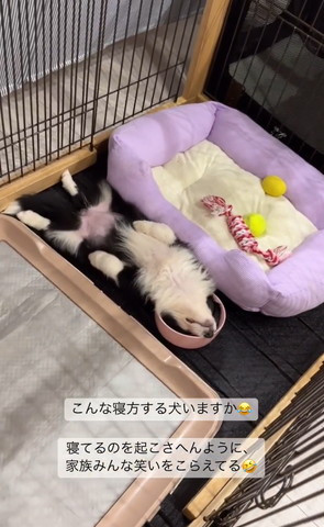 のびてるワンコ