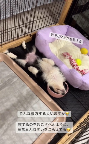 若干ピクピクしてますテロップ