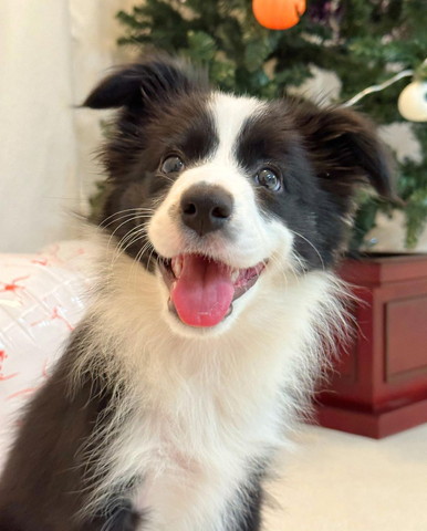 笑顔で見上げるワンコ